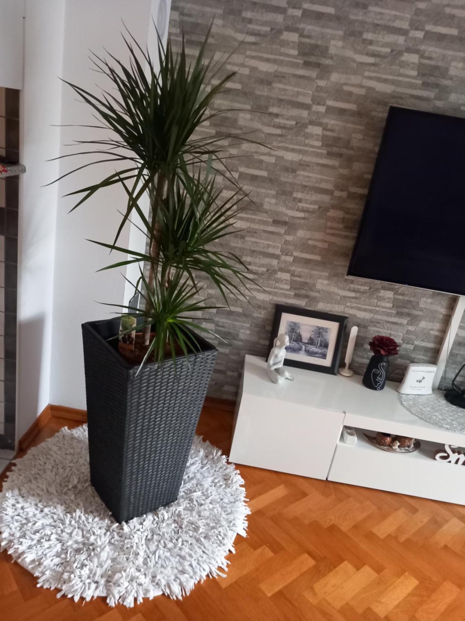 Apartman Petra Palit Εξωτερικό φωτογραφία